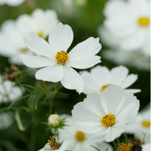 Cosmos bipinnatus 'Apollo White' from Cedar Nursery, Cobham