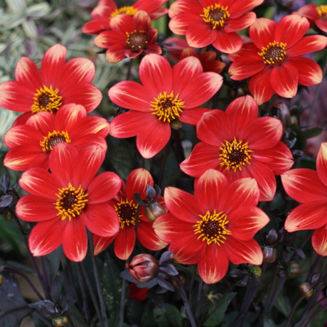 Dahlia 'Dahelgria Orange' from Cedar Nursery, Cobham