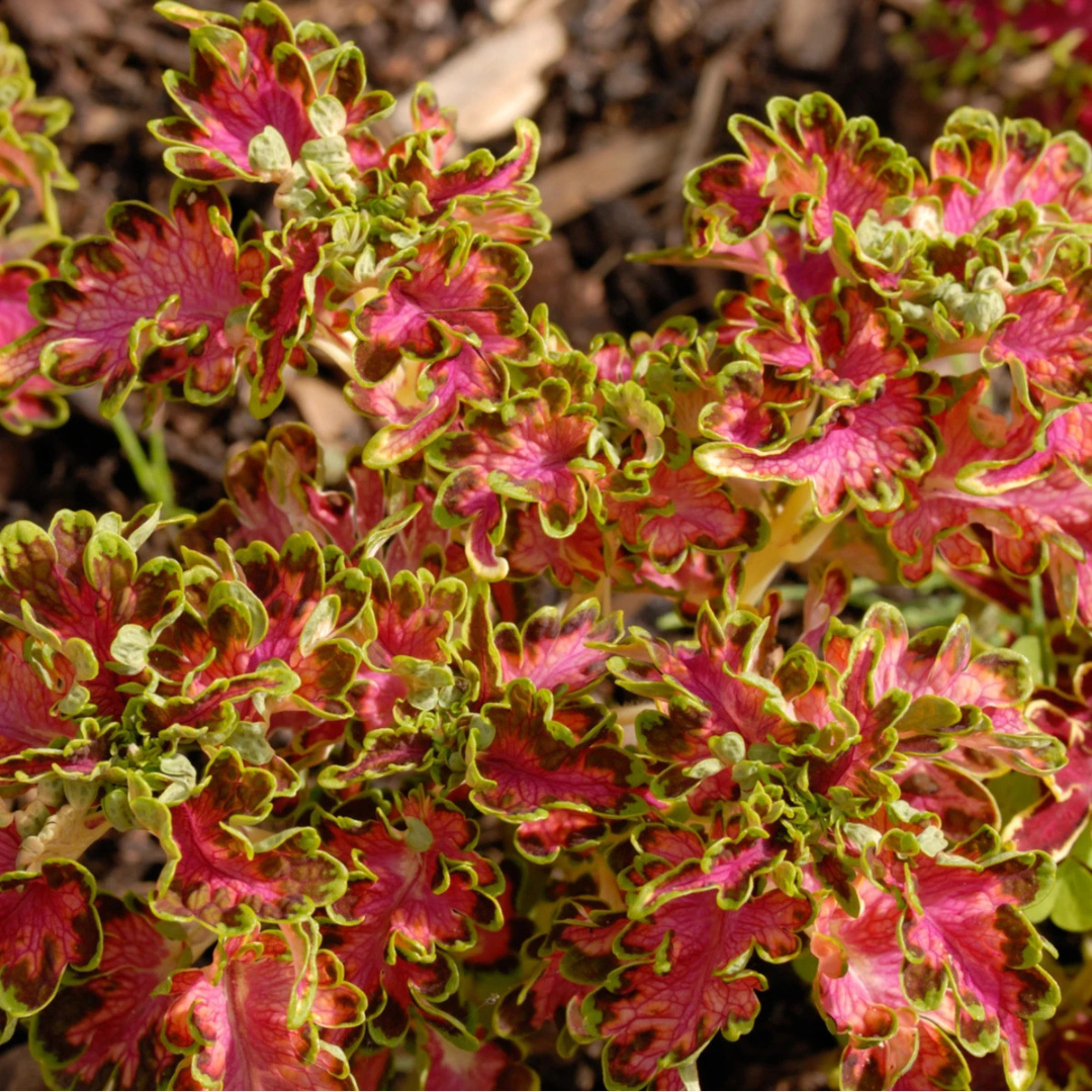 Solenostemon scutellarioides 'Mystical Scarlet' from Cedar Nursery, Cobham