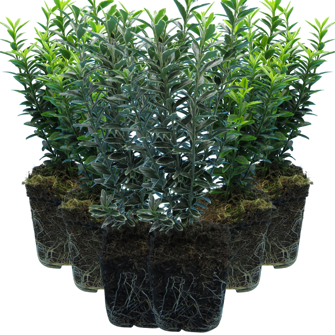 Set of Euonymus japonicus 'Microphyllus' - Aureovariegatus, Albovariegatus from Cedar Nursery, Cobham