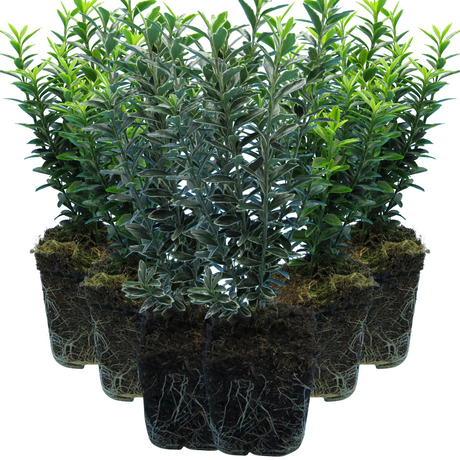 Set of Euonymus japonicus 'Microphyllus' - Aureovariegatus, Albovariegatus from Cedar Nursery, Cobham