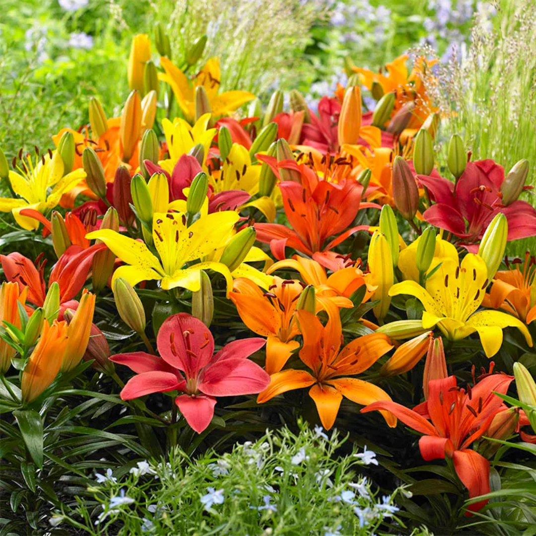 Set of Lilium Asiatic Group (Orange, Red, Yellow) from Cedar Nursery, Cobham