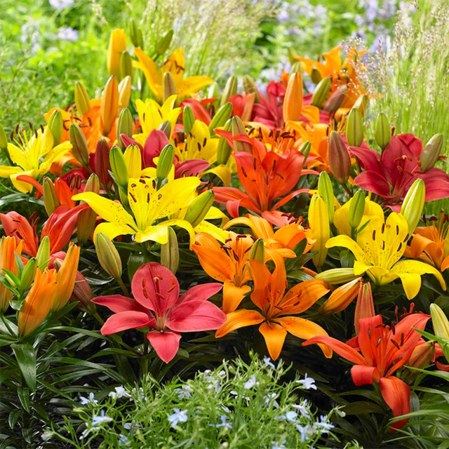 Set of Lilium Asiatic Group (Orange, Red, Yellow) from Cedar Nursery, Cobham
