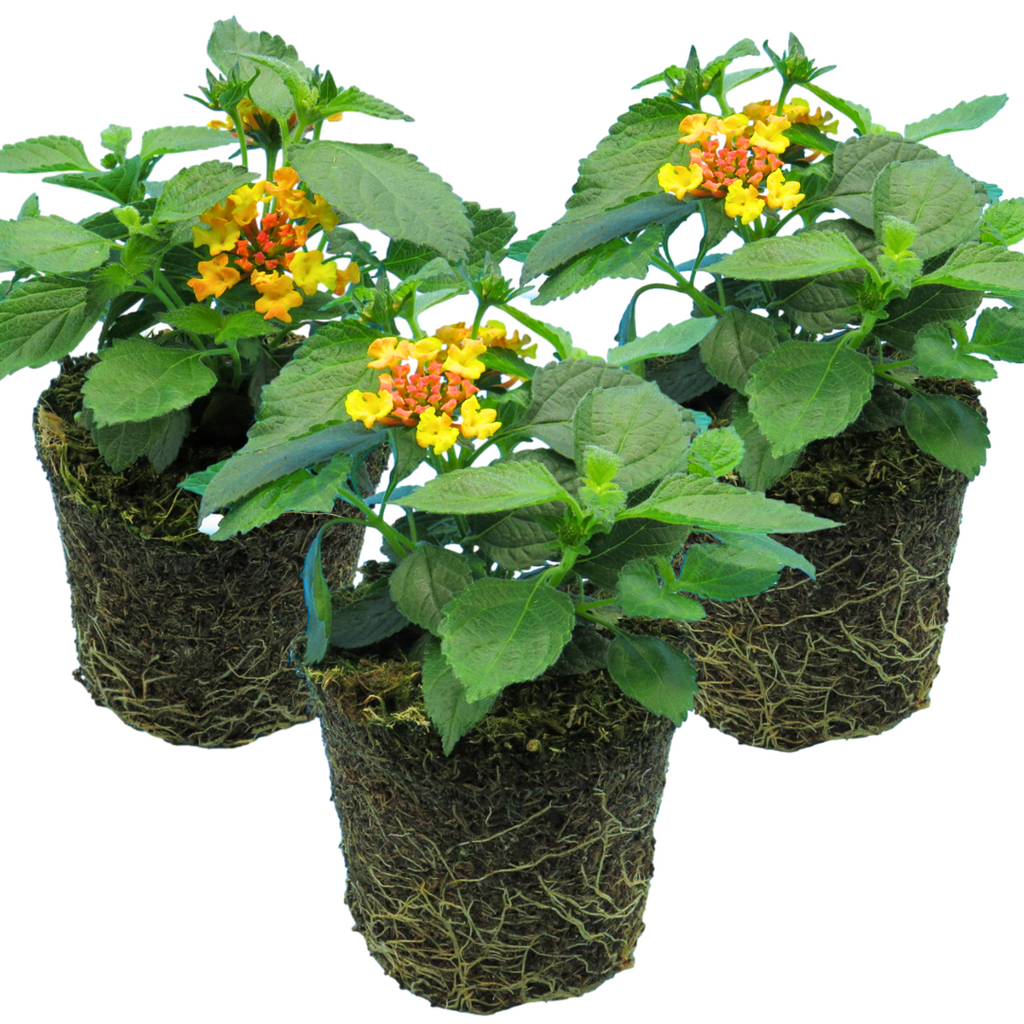 Lantana camara 'Evita Sunrise' from Cedar Nursery, Cobham