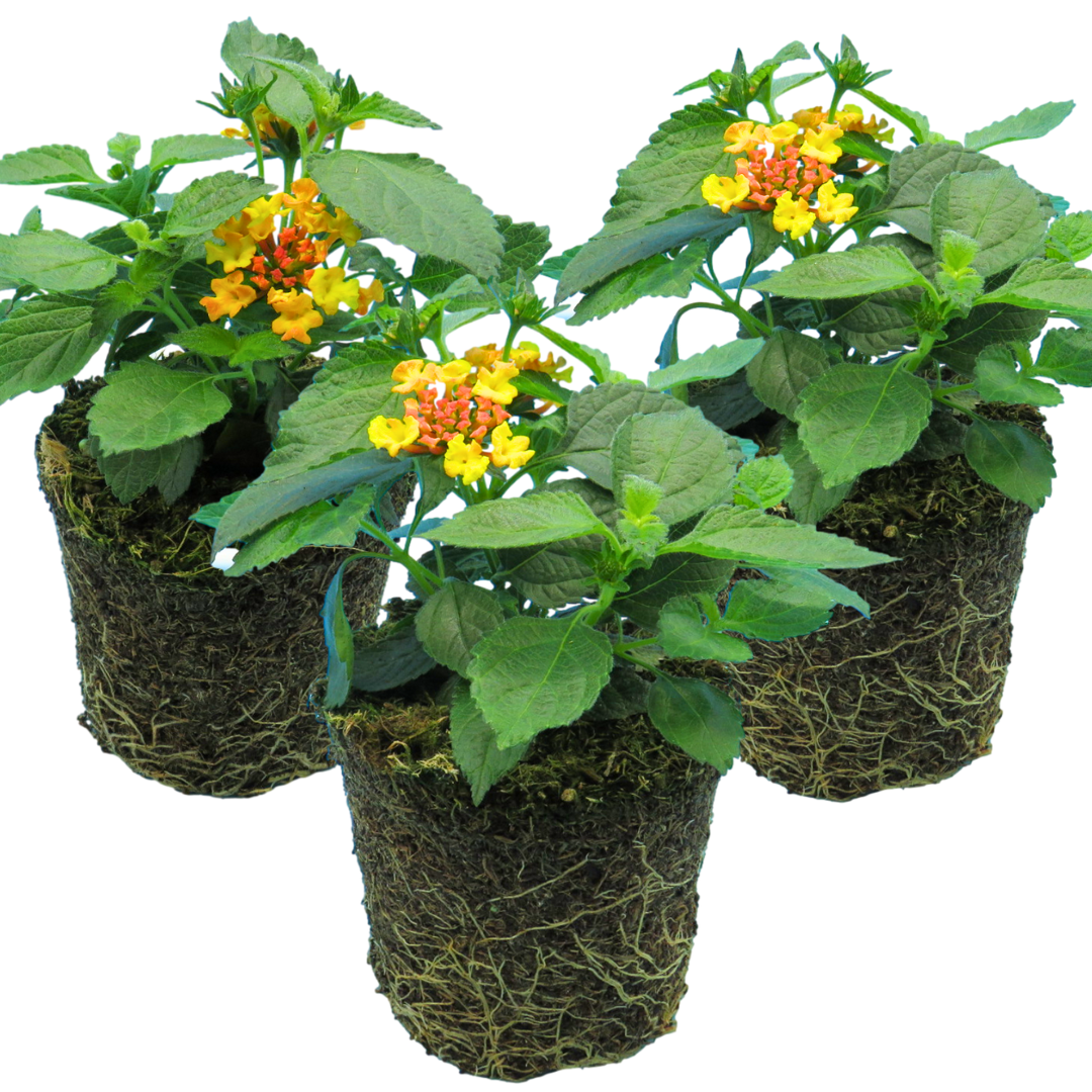 Lantana camara 'Evita Sunrise' from Cedar Nursery, Cobham