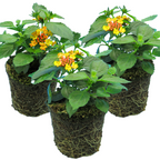 Lantana camara 'Evita Sunrise' from Cedar Nursery, Cobham