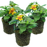 Lantana camara 'Evita Sunrise' from Cedar Nursery, Cobham
