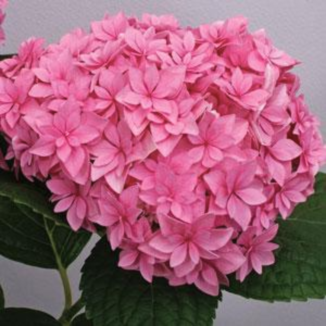 Hydrangea macrophylla 'Pink' from Cedar Nursery, Cobham