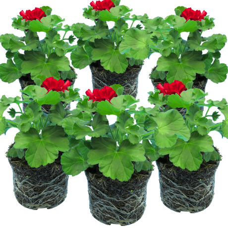 Pelargonium 'Calliope Dark Red' from Cedar Nursery, Cobham