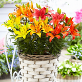 Set of Lilium Asiatic Group (Orange, Red, Yellow) from Cedar Nursery, Cobham