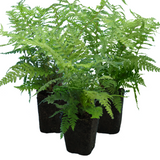Polystichum setiferum (Shield Fern) from Cedar Nursery, Cobham