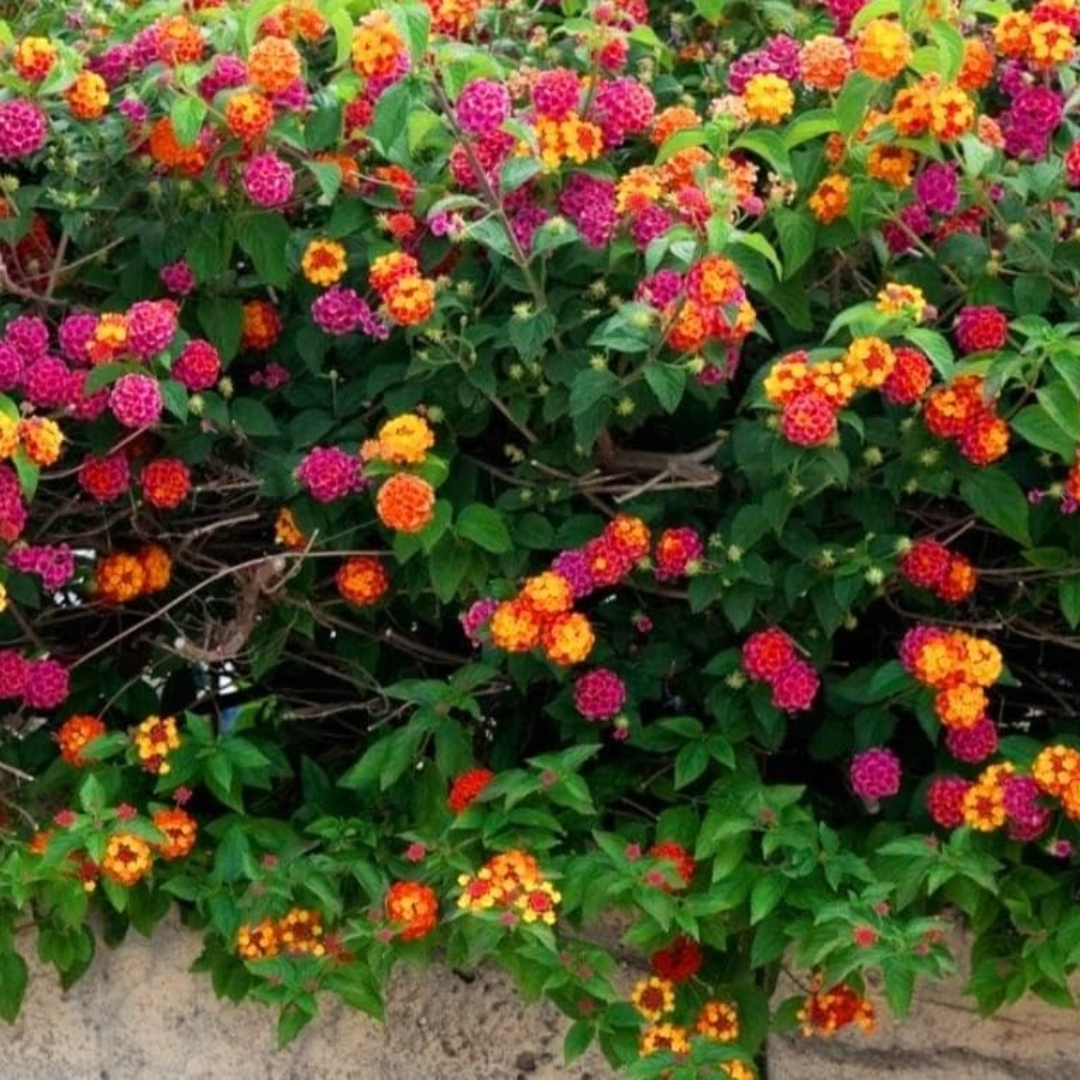 Set of Lantana camara 'Evita' (Sunrise, Pink, Rose) from Cedar Nursery, Cobham
