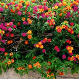 Set of Lantana camara 'Evita' (Sunrise, Pink, Rose) from Cedar Nursery, Cobham