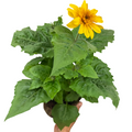 Helianthus annuus 'Sunfinity Double Yellow' from Cedar Nursery, Cobham