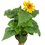 Helianthus annuus 'Sunfinity Double Yellow' from Cedar Nursery, Cobham