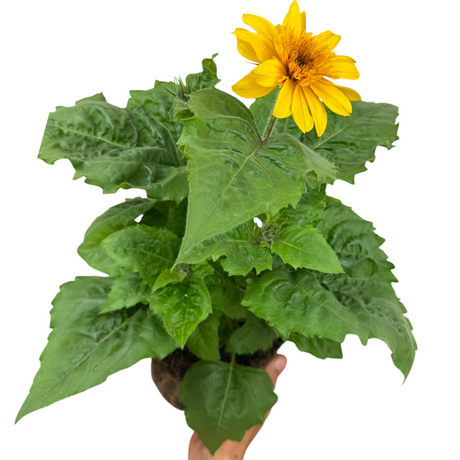 Helianthus annuus 'Sunfinity Double Yellow' from Cedar Nursery, Cobham