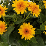 Helianthus annuus 'Sunfinity Double Yellow' from Cedar Nursery, Cobham