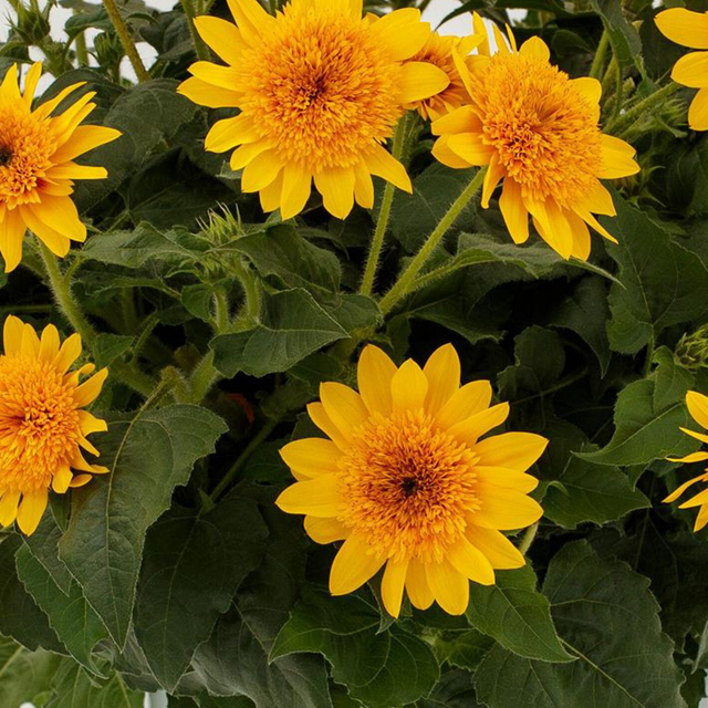 Helianthus annuus 'Sunfinity Double Yellow' from Cedar Nursery, Cobham