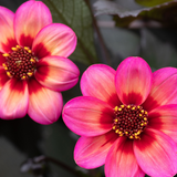 Dahlia 'Dahelgria Tricolour' from Cedar Nursery, Cobham