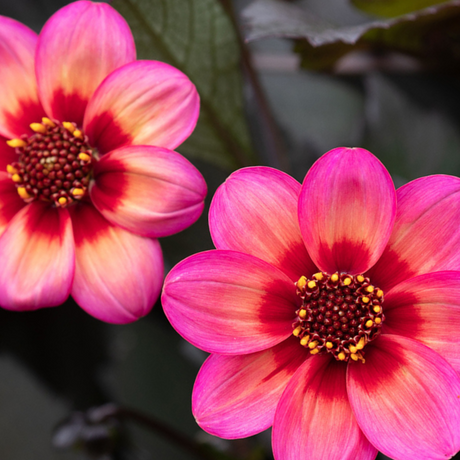 Dahlia 'Dahelgria Tricolour' from Cedar Nursery, Cobham