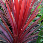 Cordyline australis 'Red Star' from Cedar Nursery, Cobham