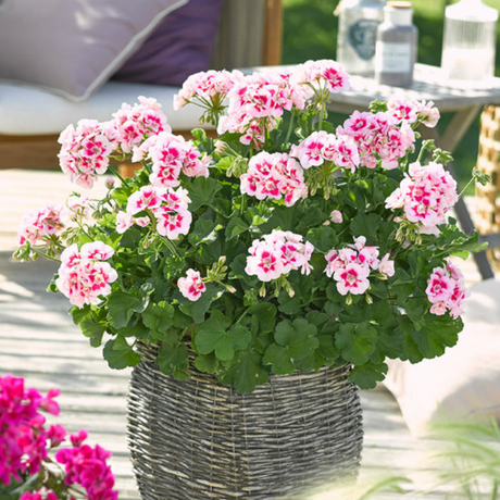 Pelargonium 'Toscana Dolce Vita Linus' from Cedar Nursery, Cobham