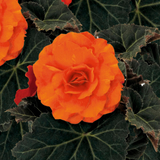 Begonia 'Mocca Deep Orange' from Cedar Nursery, Cobham