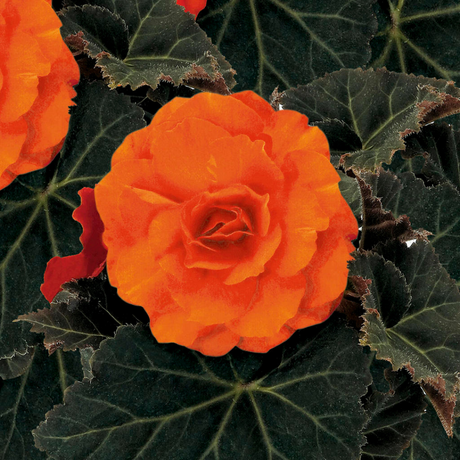 Begonia 'Mocca Deep Orange' from Cedar Nursery, Cobham