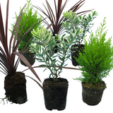 Set of Container Middles - Cupressus macrocarpa 'Wilma', Cordyline australis 'Red Star', Hebe 'Variegata' from Cedar Nursery, Cobham