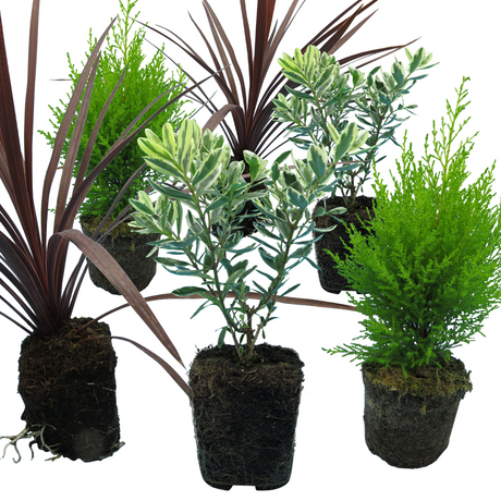 Set of Container Middles - Cupressus macrocarpa 'Wilma', Cordyline australis 'Red Star', Hebe 'Variegata' from Cedar Nursery, Cobham