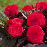 Begonia 'Mocca Cherry' from Cedar Nursery, Cobham
