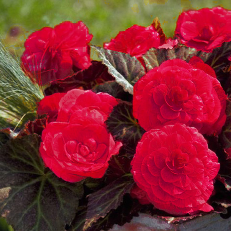 Begonia 'Mocca Cherry' from Cedar Nursery, Cobham