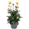 Dahlia 'Dahelgria White' from Cedar Nursery, Cobham