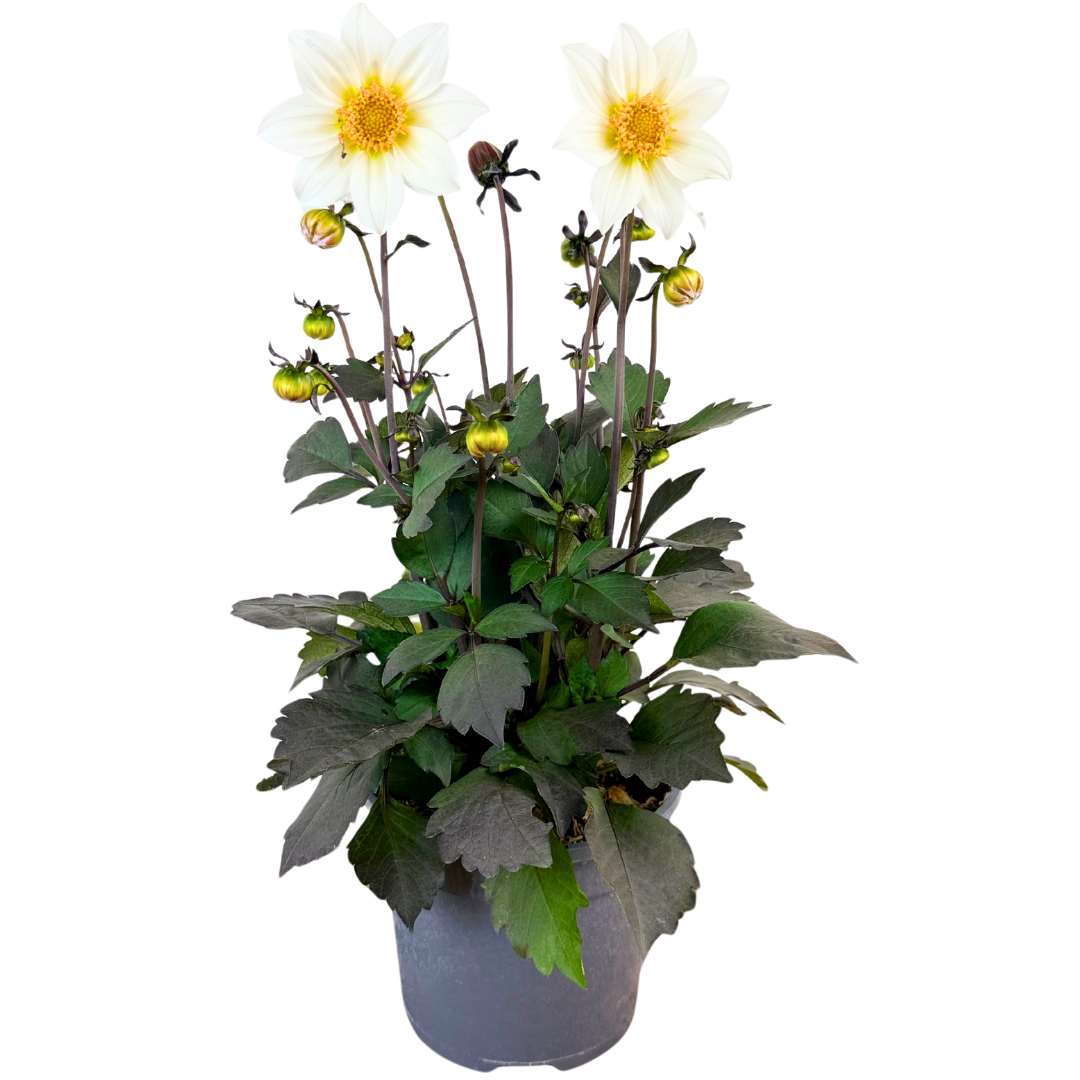Dahlia 'Dahelgria White' from Cedar Nursery, Cobham