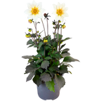 Dahlia 'Dahelgria White' from Cedar Nursery, Cobham