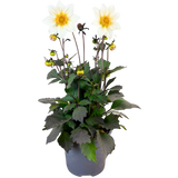 Dahlia 'Dahelgria White' from Cedar Nursery, Cobham
