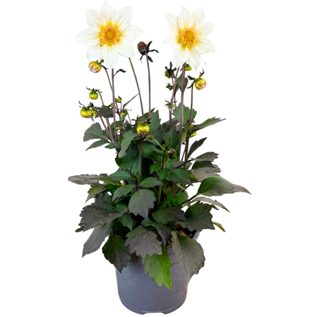 Dahlia 'Dahelgria White' from Cedar Nursery, Cobham