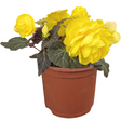 Begonia 'Mocca Yellow' from Cedar Nursery, Cobham