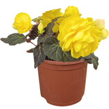 Begonia 'Mocca Yellow' from Cedar Nursery, Cobham