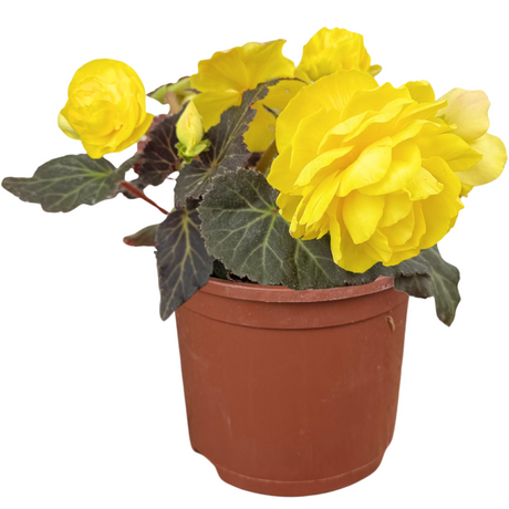 Begonia 'Mocca Yellow' from Cedar Nursery, Cobham
