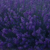 Lavandula angustifolia 'Dark Blue' from Cedar Nursery, Cobham