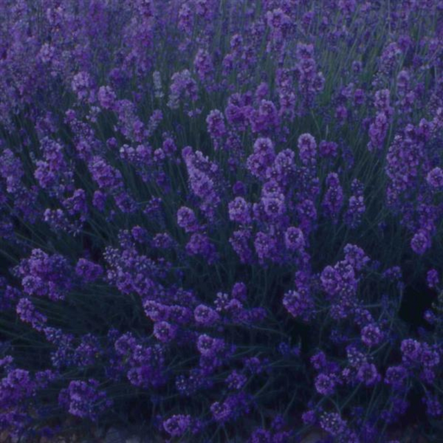 Lavandula angustifolia 'Dark Blue' from Cedar Nursery, Cobham