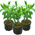 Lilium (Oriental Group) 'Golden Romance' from Cedar Nursery, Cobham