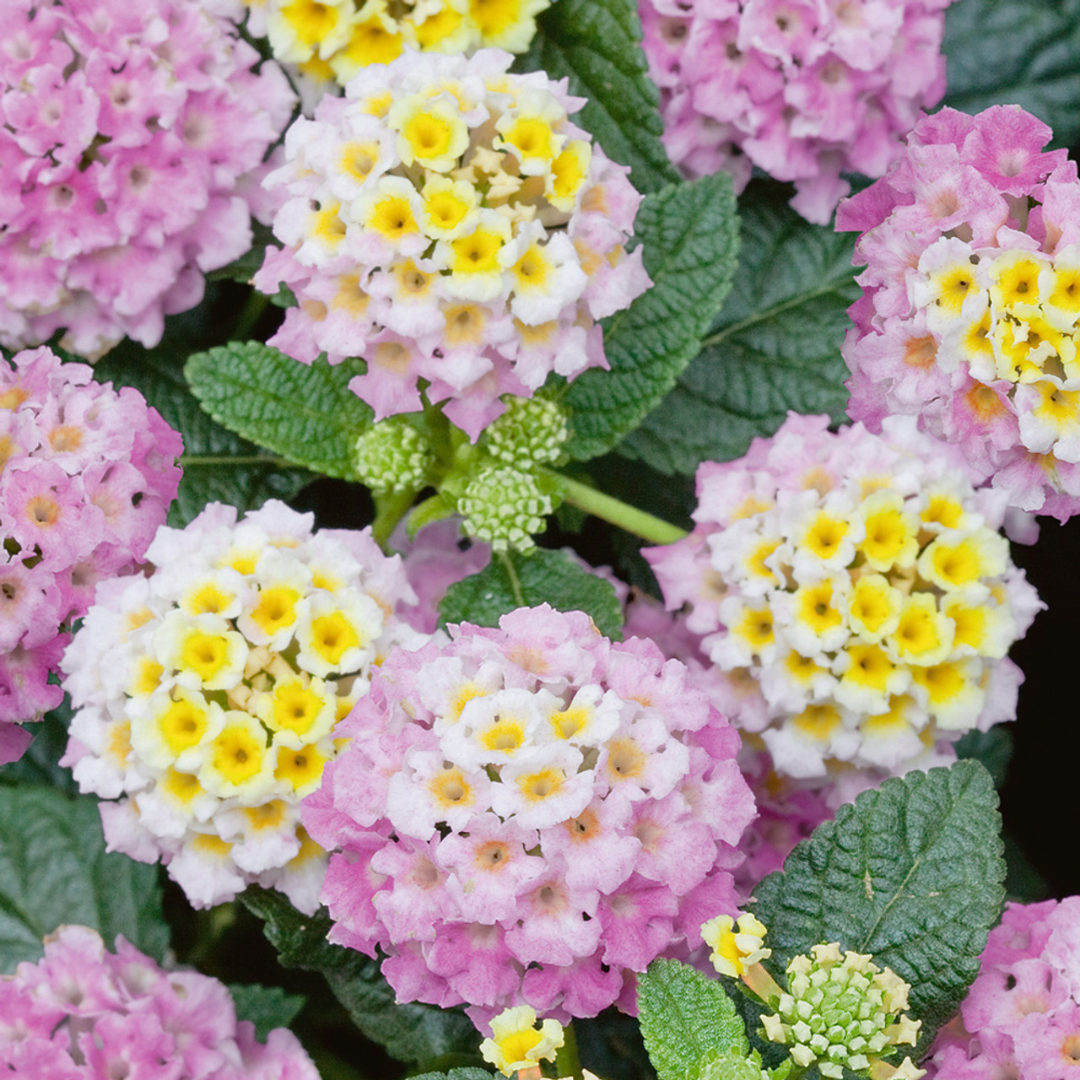 Lantana camara 'Evita Pink' from Cedar Nursery, Cobham