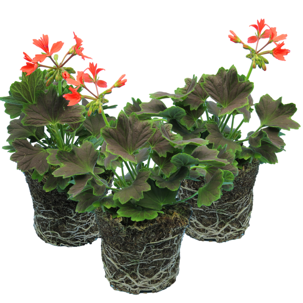 Pelargonium 'Pelgardini Variegated Chocolate' from Cedar Nursery, Cobham