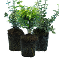 Set of Euonymus fortunei - Emerald Gaiety, Emerald Gold, Harlequin from Cedar Nursery, Cobham