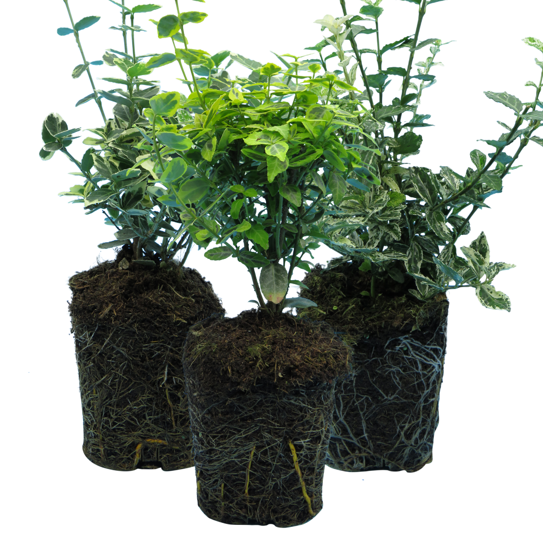 Set of Euonymus fortunei - Emerald Gaiety, Emerald Gold, Harlequin