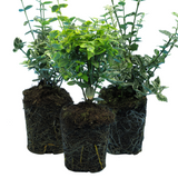 Set of Euonymus fortunei - Emerald Gaiety, Emerald Gold, Harlequin