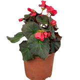 Begonia 'Solenia Dark Pink' from Cedar Nursery, Cobham