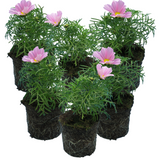 Cosmos bipinnatus 'Apollo Pink' from Cedar Nursery, Cobham